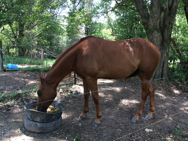 QH gelding FOR SALE $2000