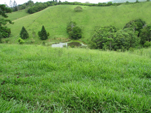 The spring fed dam in summer
