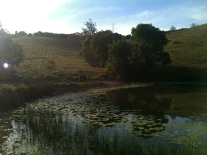 The spring fed dam