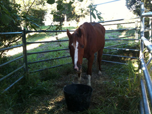 feed yards at Sunshine Coast Agistment